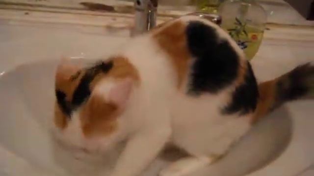 Кошка писает в раковину caty in tualet смотреть онлайн