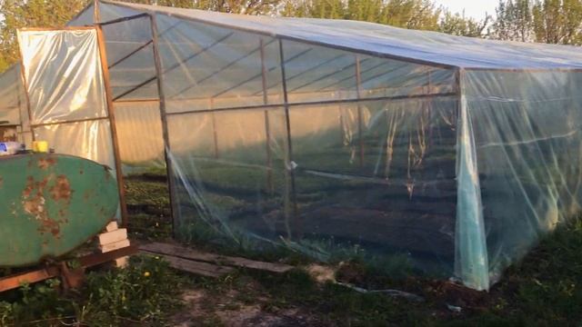 Выращивание арбузов ,дынь,овощей на капельно поливе.Высаживаем рассаду овощей и бахчевых. смотреть онлайн
