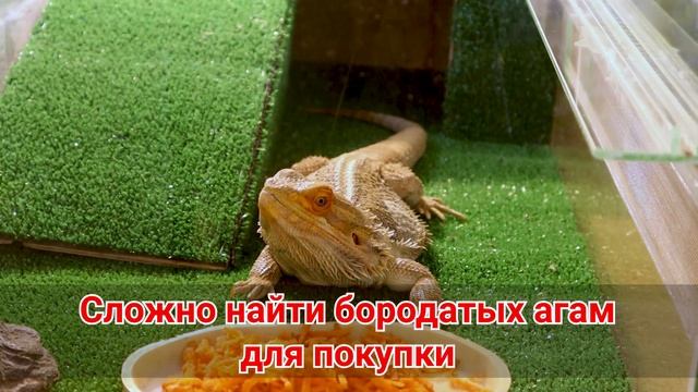 Бородатая агама – плюсы и минусы. Бородатая агама как домашнее животное смотреть онлайн