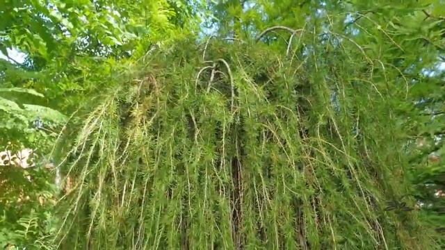 Larix decidua 'Pendula' modřín opadavý смотреть онлайн