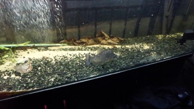 Черная пиранья (serrasalmus rhombeus) смотреть онлайн