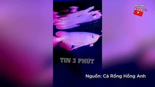 Ông chú 'ĂN MẶC CHÂN CHẤT' vào tiệm cá cảnh nào ngờ lại là ĐẠI GIA NGẦM | Tin 3 Phút смотреть онлайн