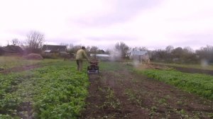 Мотоблок МТЗ - 08МТ. Сидераты и фреза ФНМ-1.