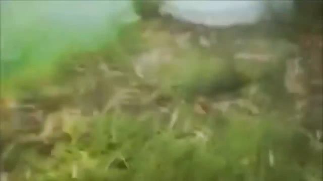 крокодил напал на девущку и проглотил ее на глазах у подруги. Ужас и шок свидетелей смотреть онлайн