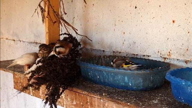 Амадины зимой в вольере. Боятся ли амадины мороза?) смотреть онлайн