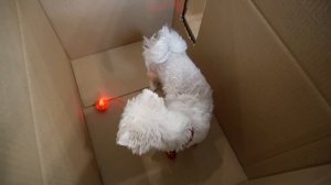 НОВОГОДНИЙ ЛАБИРИНТ ДЛЯ КОТОВ С ПОДАРКАМИ! КТО ПЕРВЫЙ ПОКИНЕТ ЛАБИРИНТ: КОШКА ИЛИ СОБАКА?