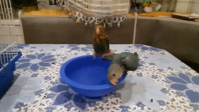 Попугаи неразлучники. Купель. смотреть онлайн