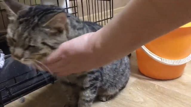 Кот Яшка. Вернули в приют смотреть онлайн