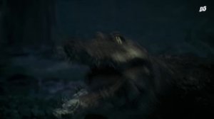 Crocodile VS Alligator