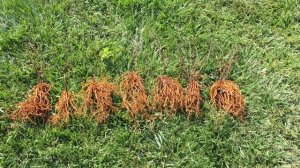 Пересадка клематиса.Деление.Размножение.