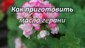 Герань комнатная — польза и вред, лечебные свойства растения.