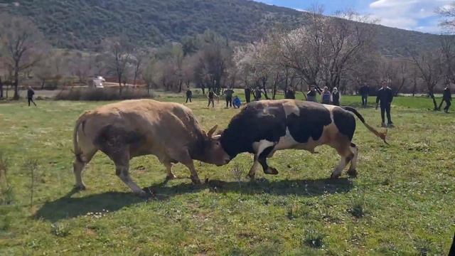 Битка с бикове - Bullfight смотреть онлайн
