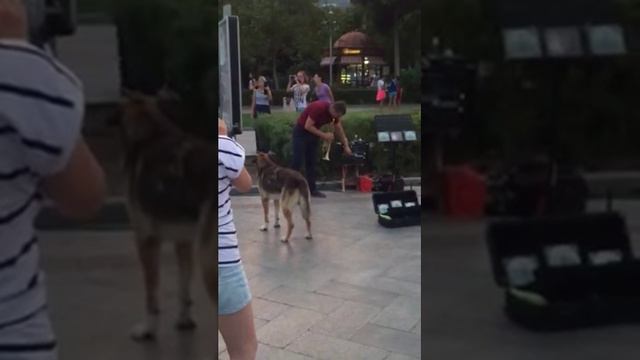 Собака поет. На набережной Ялты смотреть онлайн