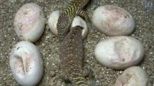 Варан в деле / Комодский Варан Ударом Хвоста Сбивает с Ног Любую Жертву и Даже Буйвола!