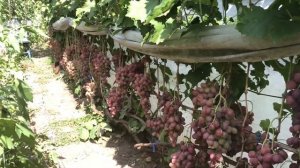 Виноград Дюжина. Тел-Тел-098 115 04 16 Анатолій