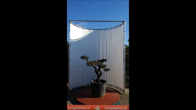 olea europaea bonsai 100 120 425euro FH смотреть онлайн