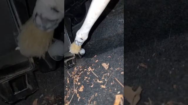 Remplacer le filtre habitacle / pollen sur Nissan Micra V (K14 +2017) - Cabin filter replacement смотреть онлайн