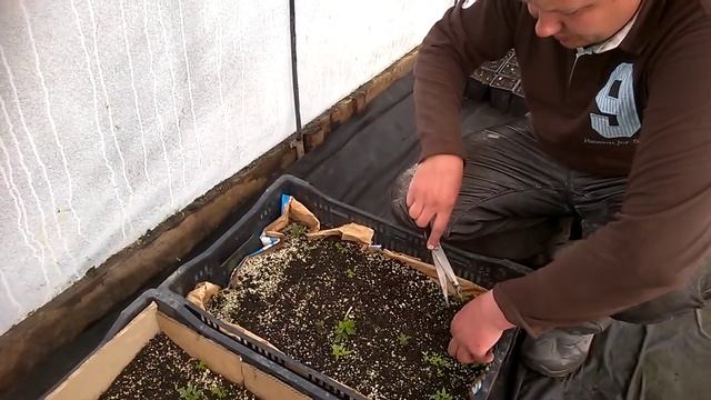 Старт черенкования малины , весна 2016г. смотреть онлайн