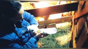 Искусственное выкармливание козлят 🍼🐐 Козлёнок не хочет сосать молоко🥺🍼
