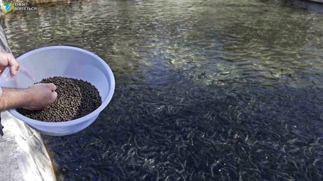 Разведение карпа. Рыбное хозяйство как бизнес идея. смотреть онлайн