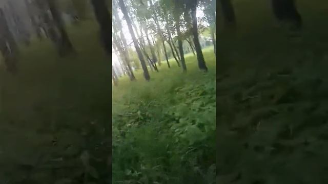 Птички классно поют, слушать приятно смотреть онлайн