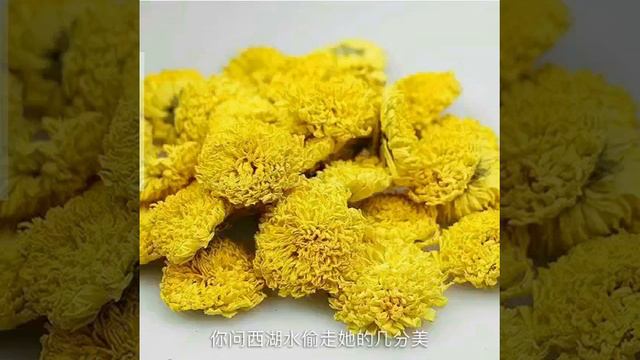 Chrysanthemum Flower смотреть онлайн