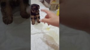 Как я приучала Йорка к туалету в определенном месте.