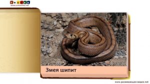 Как говорят животные (звуки животных) - развивающее видео для детей (2)