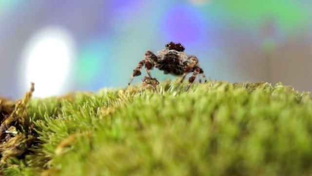 Portia Jumping Spider at Home смотреть онлайн