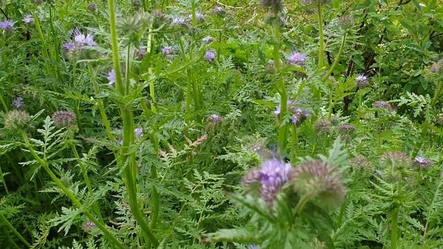 Навоз. Чем заменить навоз! Зеленые удобрения! смотреть онлайн