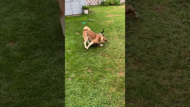 American Akita vs pitbull fight to death !!!!! смотреть онлайн