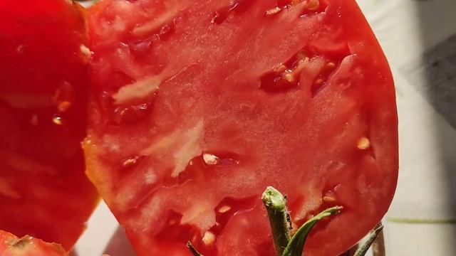 красавцы томаты. #дача #лето #природа смотреть онлайн