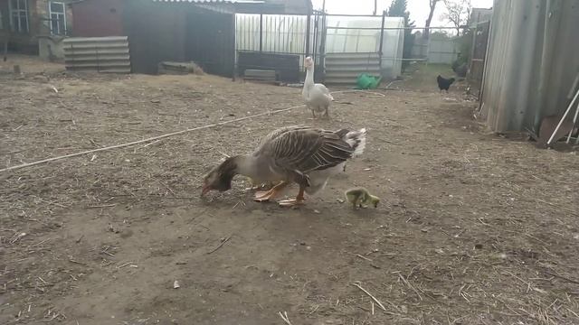 Гусята Холмогоры. Первая прогулка 19,04,2022г. смотреть онлайн