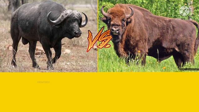 БУЙВОЛ VS ЗУБР!!
