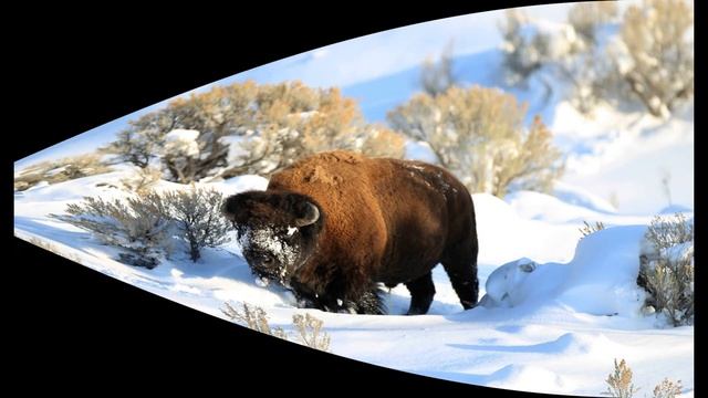 Животные зимой в лесу))) смотреть онлайн