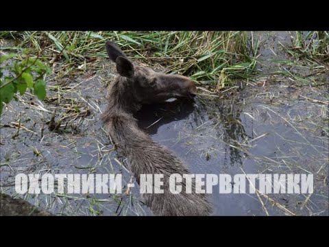 Лосиха в беде. Такое со мной впервые...