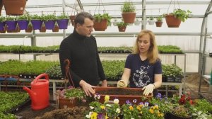 Цветы анютины глазки, цветы алиссум, ампельные цветы, виола рассада