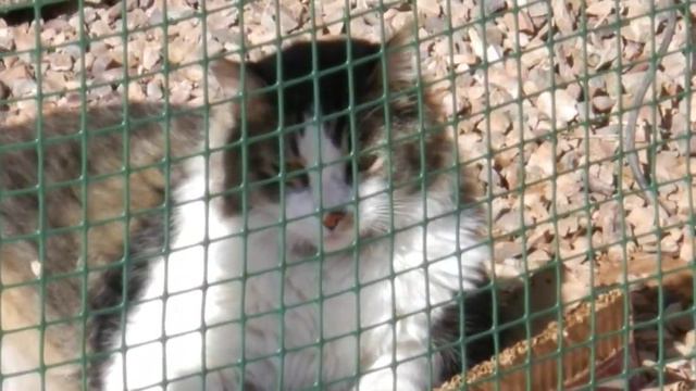 Pure Weather Manipulation