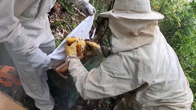дикая пчела, дикий мед, горный мед