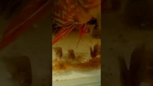 Дискусы. От икры до малька 🤓