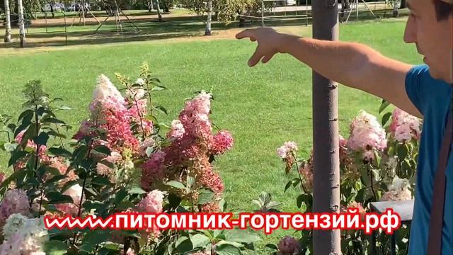 2й Фестиваль Исторических Садов Царицино- Гортензии Ванилла Фрейз и Фрейз Мельба смотреть онлайн