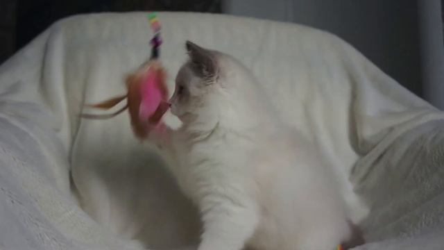 Duran Woolly Bolls. 3 месяца. Котик RAGDOLL смотреть онлайн