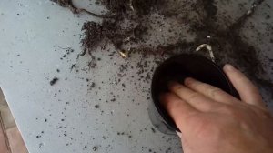 Размножение малины Маравилла , корневыми черенками