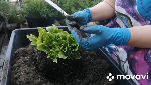 Как разделить ХОСТЫ, размножение хост делением, советы и опыт от Евгении. Простой способ смотреть онлайн