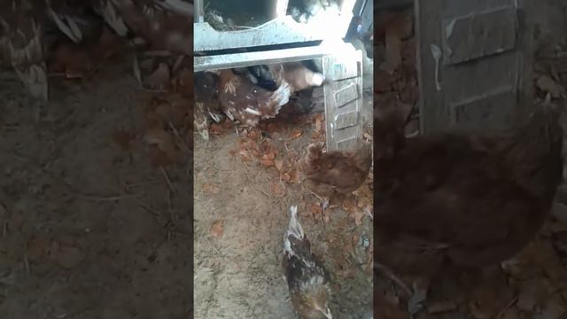 Куры молодки и старые куры. смотреть онлайн