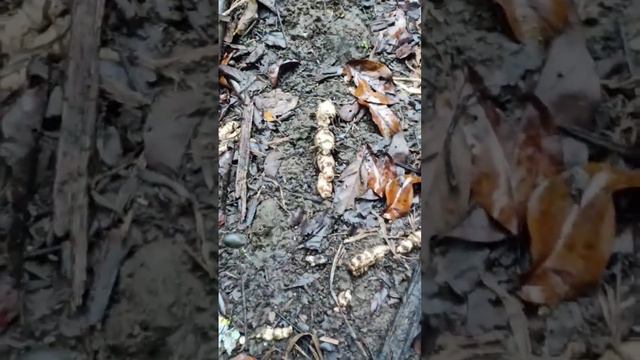 About to Harvest Ginger смотреть онлайн