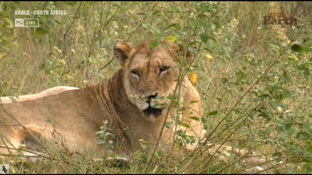 Wild Earth ~ Another sighting of the White Lions смотреть онлайн