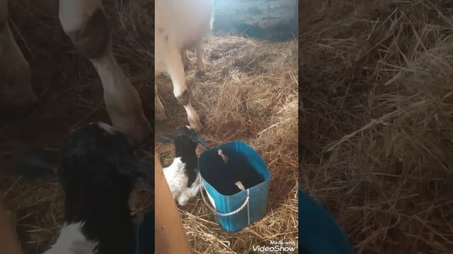 отел. роды нашей коровы смотреть онлайн