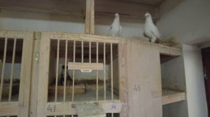 Турецкая Такла и статные голуби Юрия Васильевича Иванова