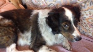 Аллергический дерматит у собаки. И как мы с этим боремся